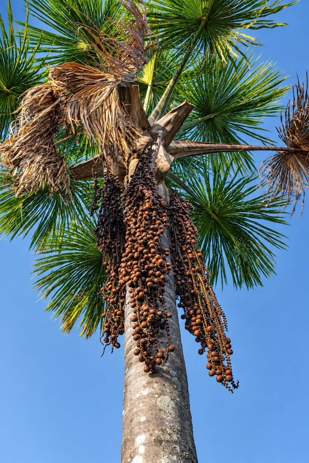Arenga Palm Tree Palm Sugar Granulated (Gula Aren) at origin