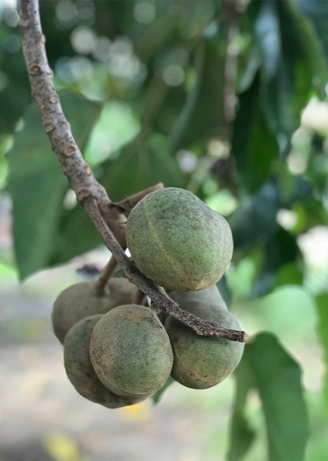 Candlenut Tree Cold-Pressed Candlenut Oil (Minyak Kemiri) at origin